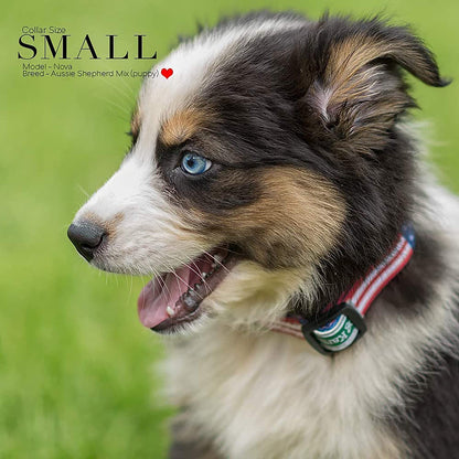 American Flag Dog Collar 