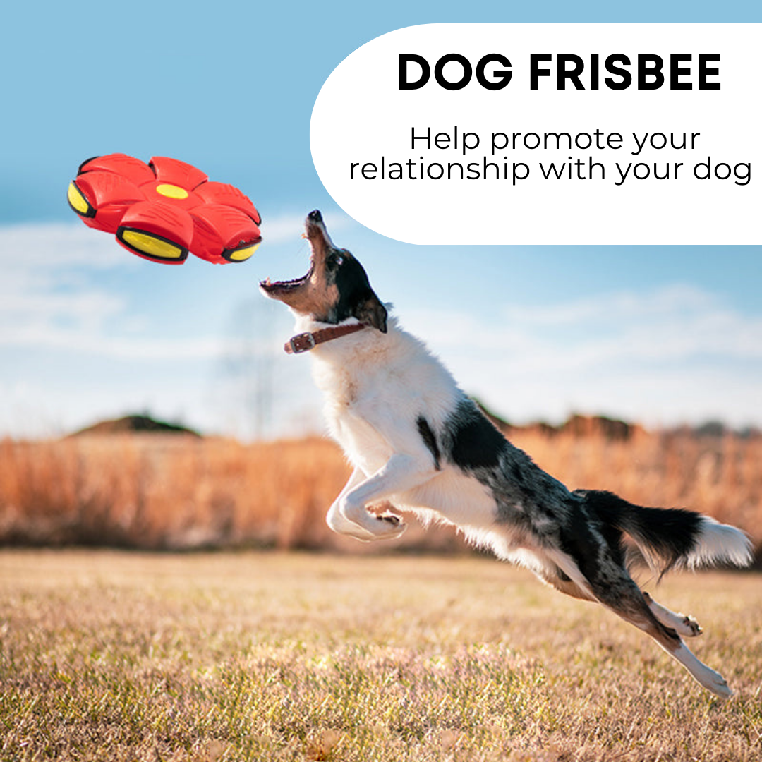 Pawesome Pets™ Super-Soar Frisbee